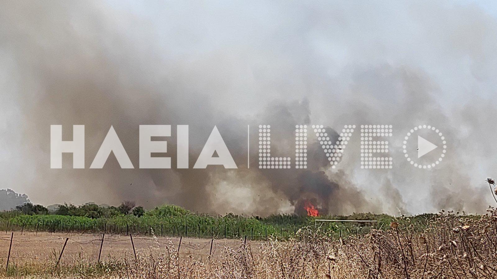 φωτιά Σπιάντζα Ηλείας