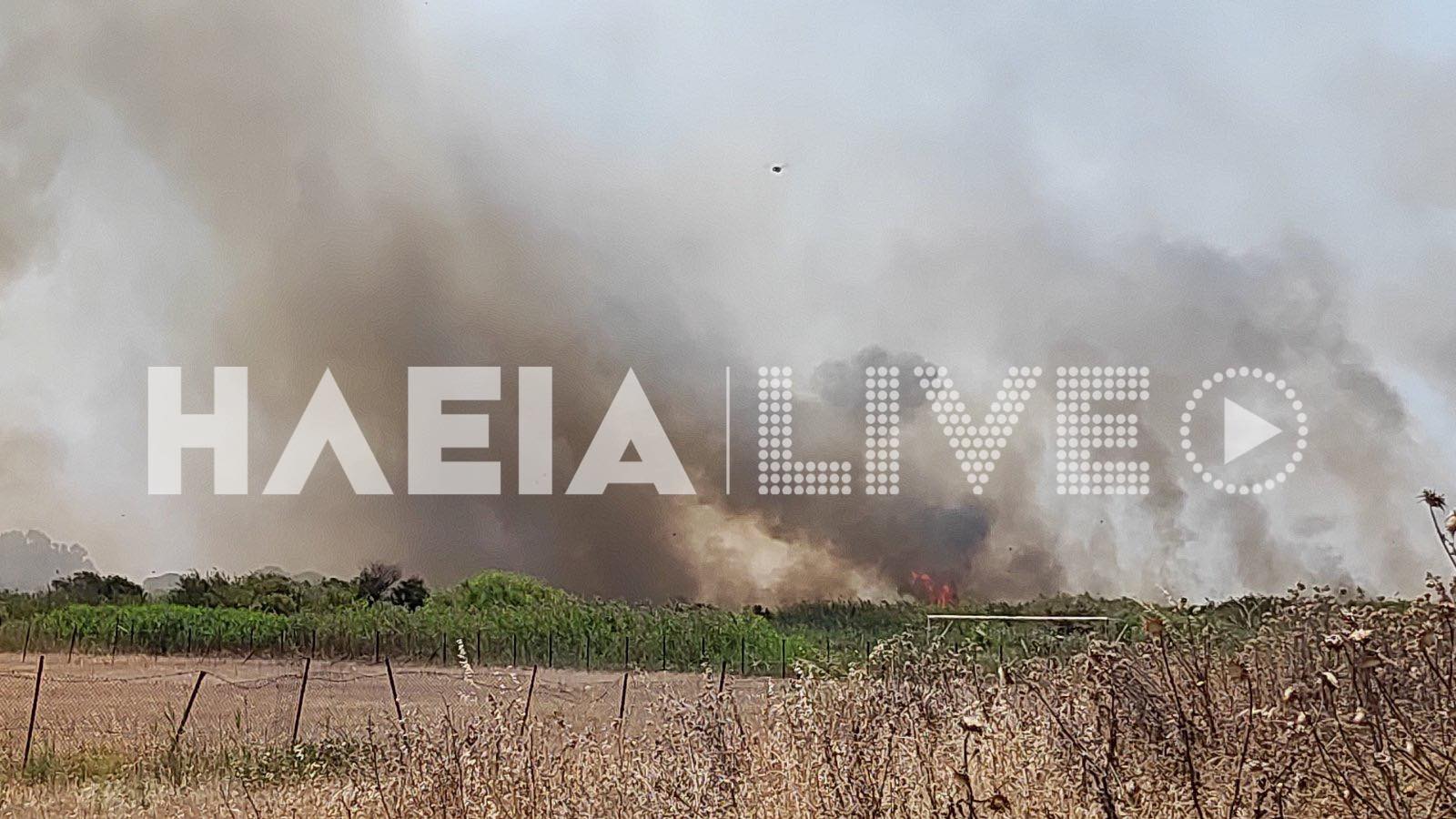 φωτιά Σπιάντζα Ηλείας