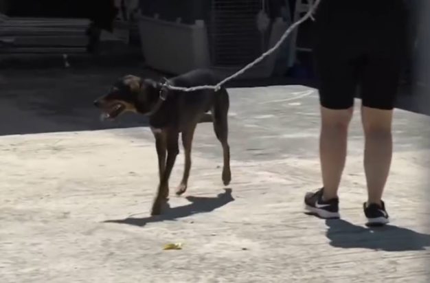 Γαλάτσι - επίθεση σε φιλόζωους