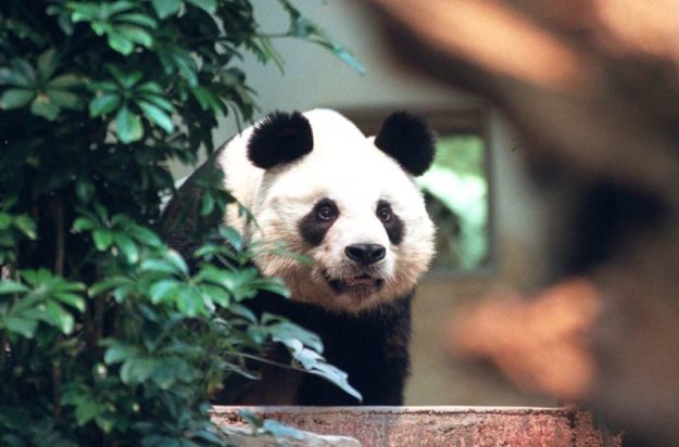 Χονγκ Κονγκ πάντα