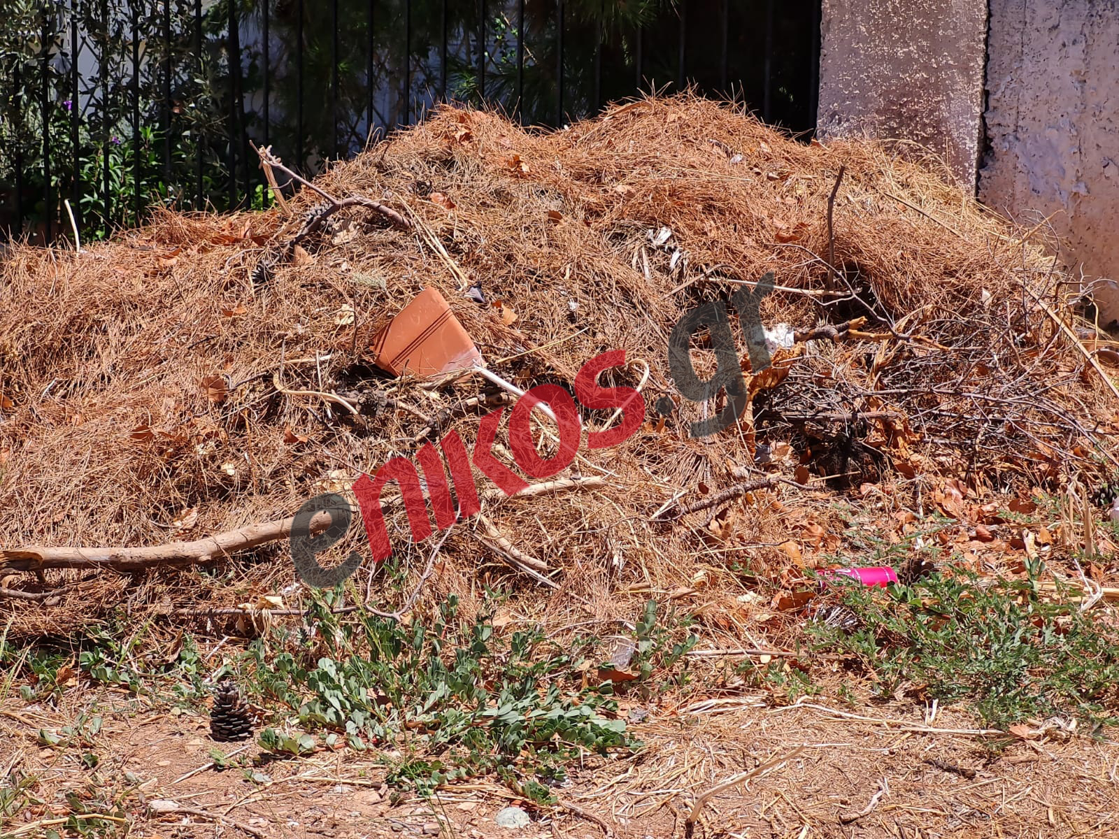 Καρέας Χόρτα