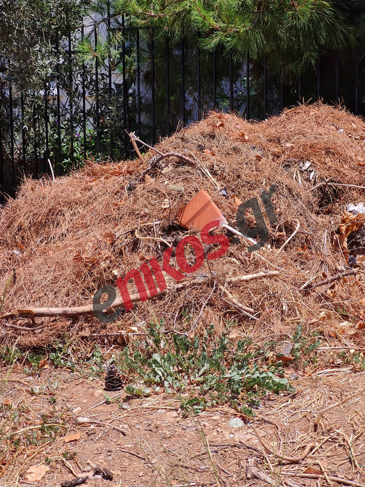 Καρέας Χόρτα