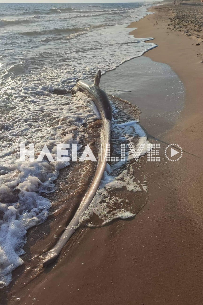 καρχαρίας αλεπού - Ζαχάρω