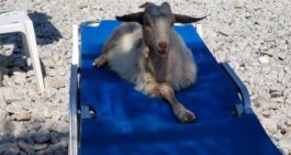 κατσίκα Σύμη