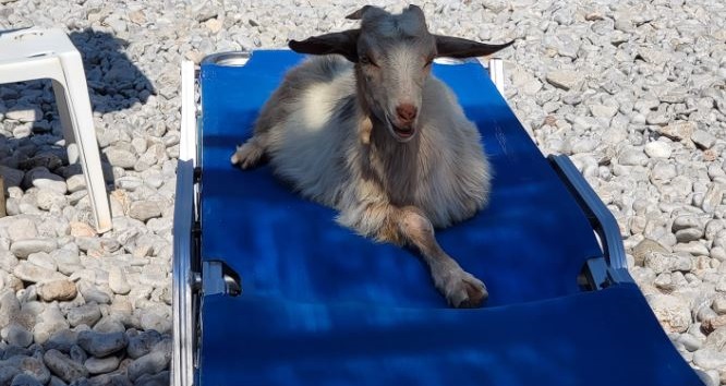 κατσίκα Σύμη