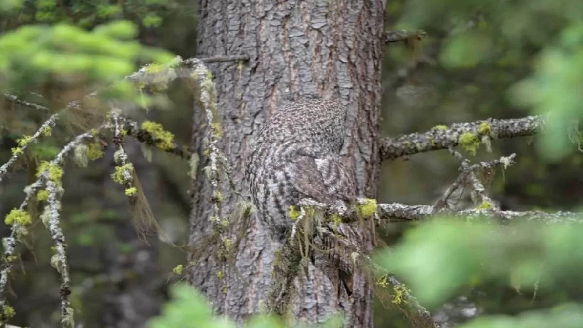 Οπτική ψευδαίσθηση: Μπορείτε να εντοπίσετε την κουκουβάγια που κρύβεται σε λιγότερο από 30 δευτερόλεπτα;