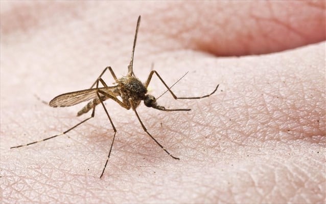 ΕΟΔΥ: Προφυλαχθείτε από τα κουνούπια και τον ιό του Δυτικού  Νείλου – 13 περιστατικά στη χώρα μας