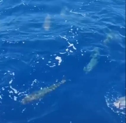 λαγοκέφαλοι