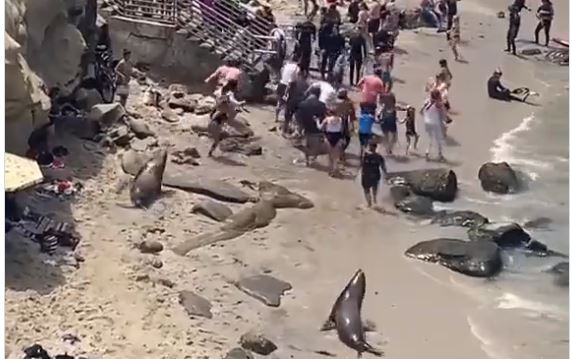 Θαλάσσια λιοντάρια εναντίον τουριστών: To viral ΒΙΝΤΕΟ σε παραλία του Σαν Ντιέγκο