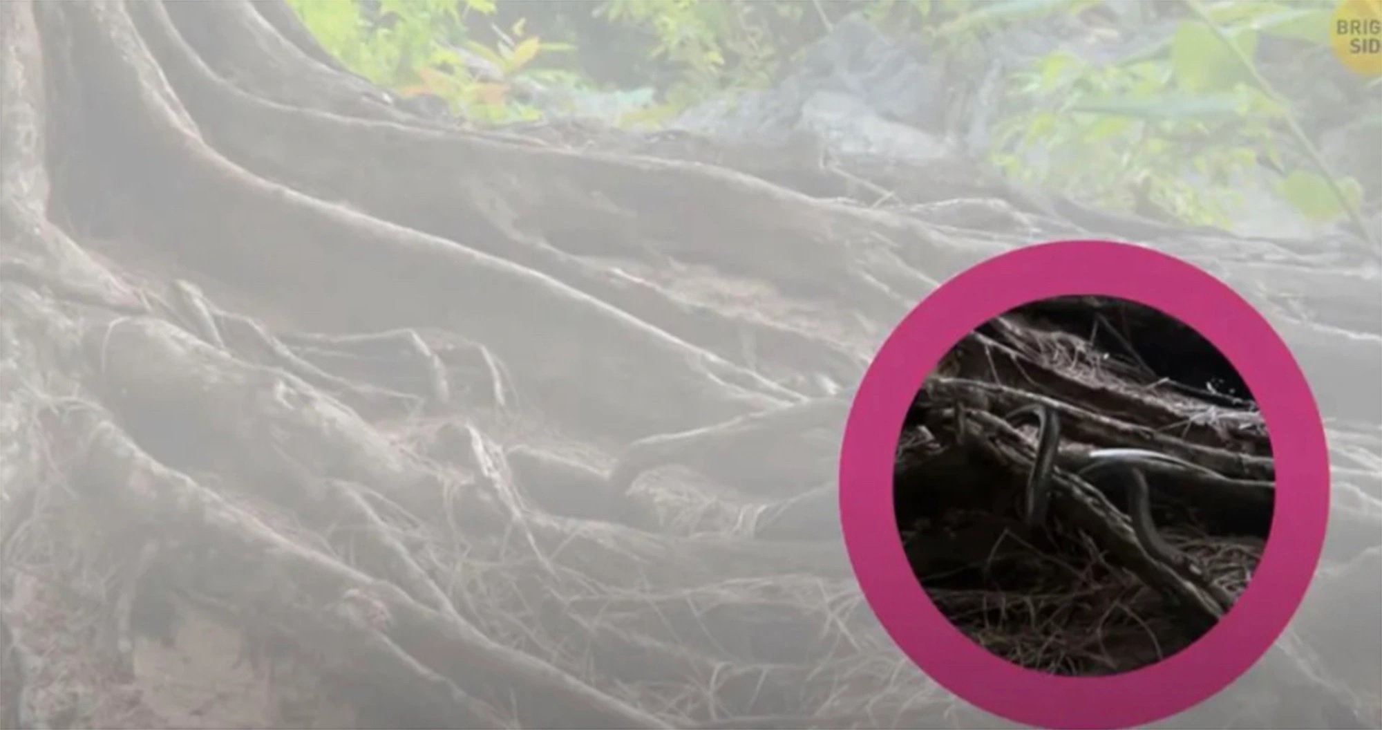 Οπτική ψευδαίσθηση Φίδι