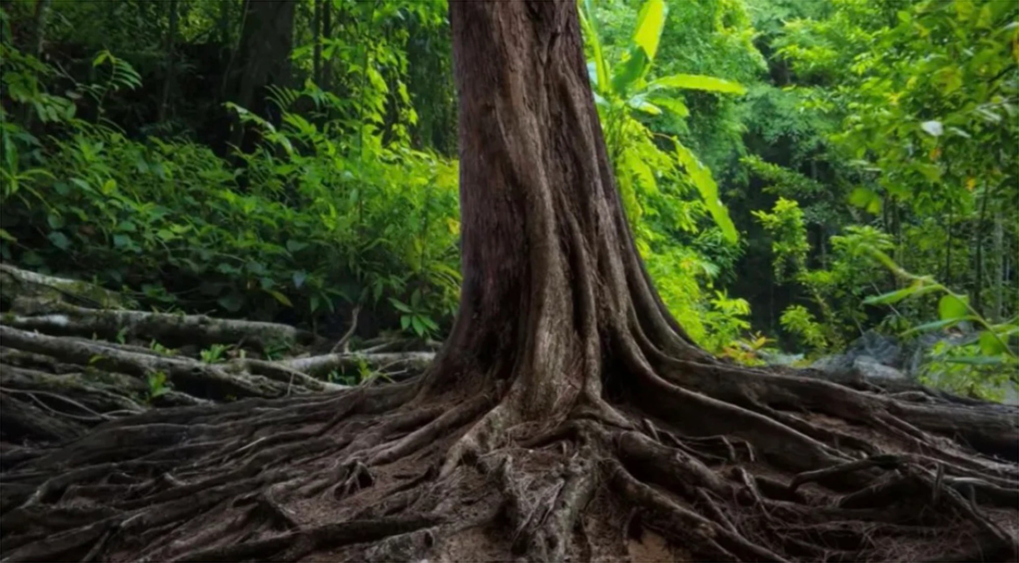 Οπτική ψευδαίσθηση Φίδι