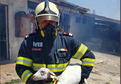 Viral: Η συγκινητική στιγμή που Ρουμάνος πυροσβέστης σώζει προβατάκι από τη φωτιά στο Σχηματάρι
