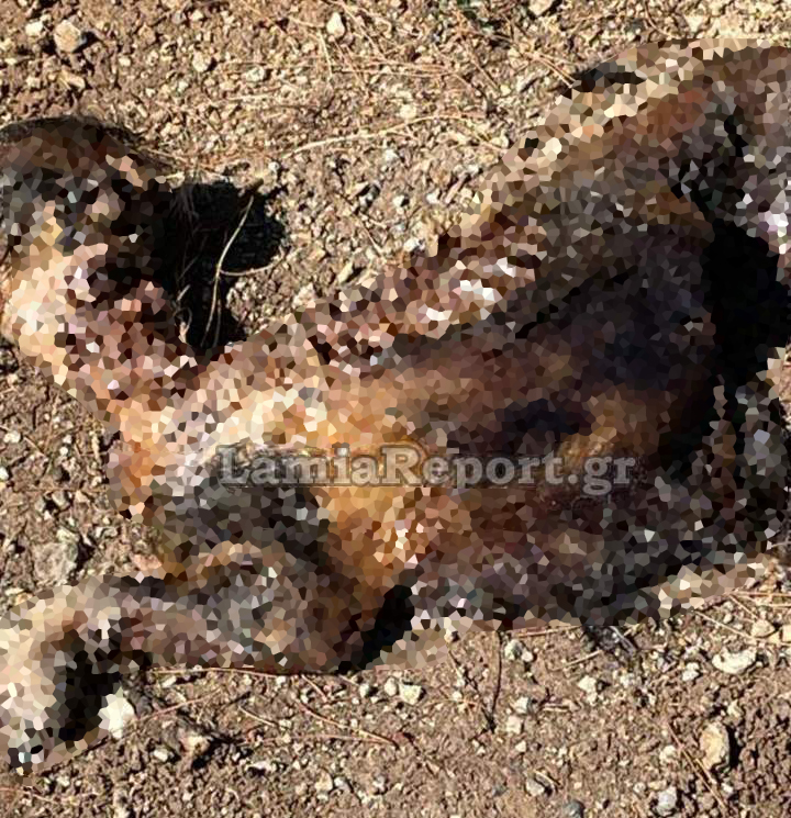 Λαμία Σκύλος