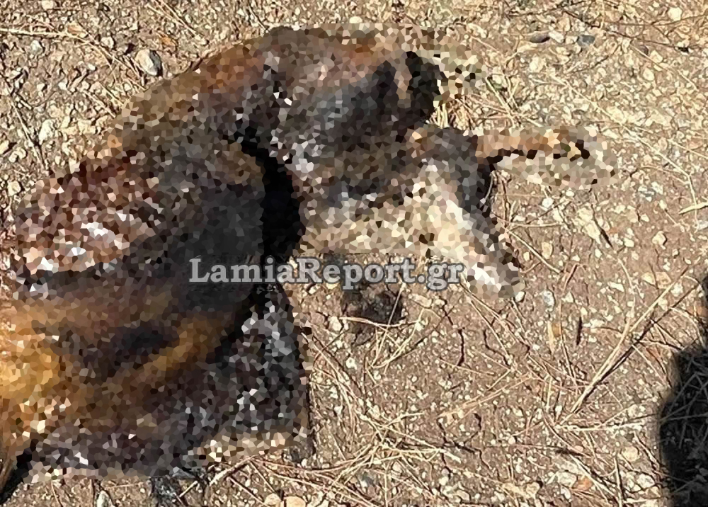 Λαμία Σκύλος