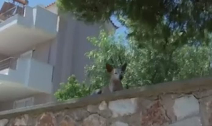 Φωτιά στην Παλλήνη- Στεφανίδη