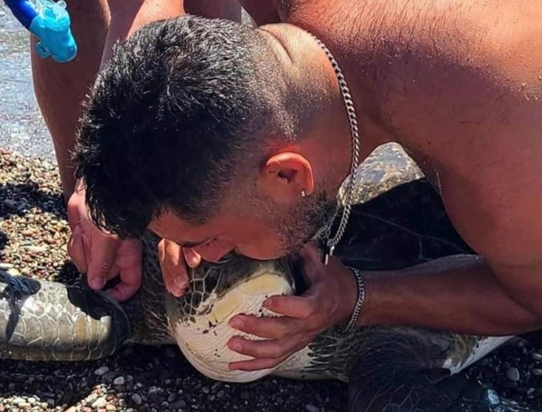 χελώνα Ρόδος