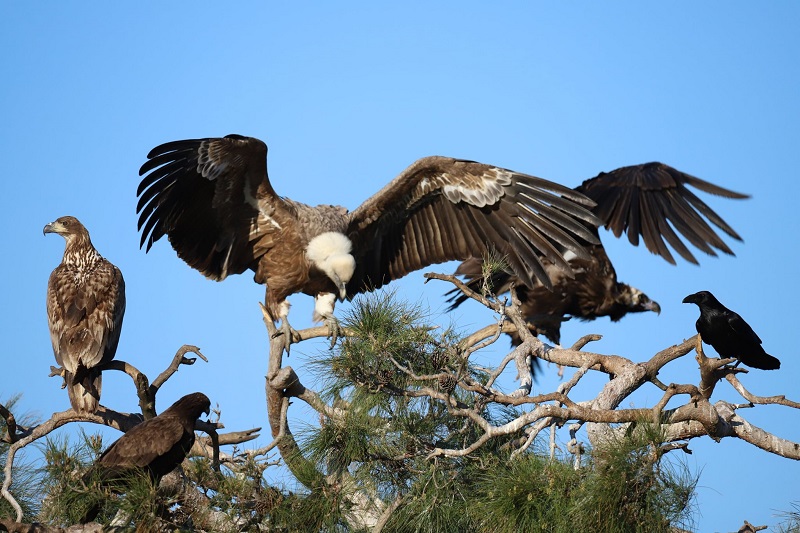 Δάσος Δαδιάς- αρπακτικά πουλιά