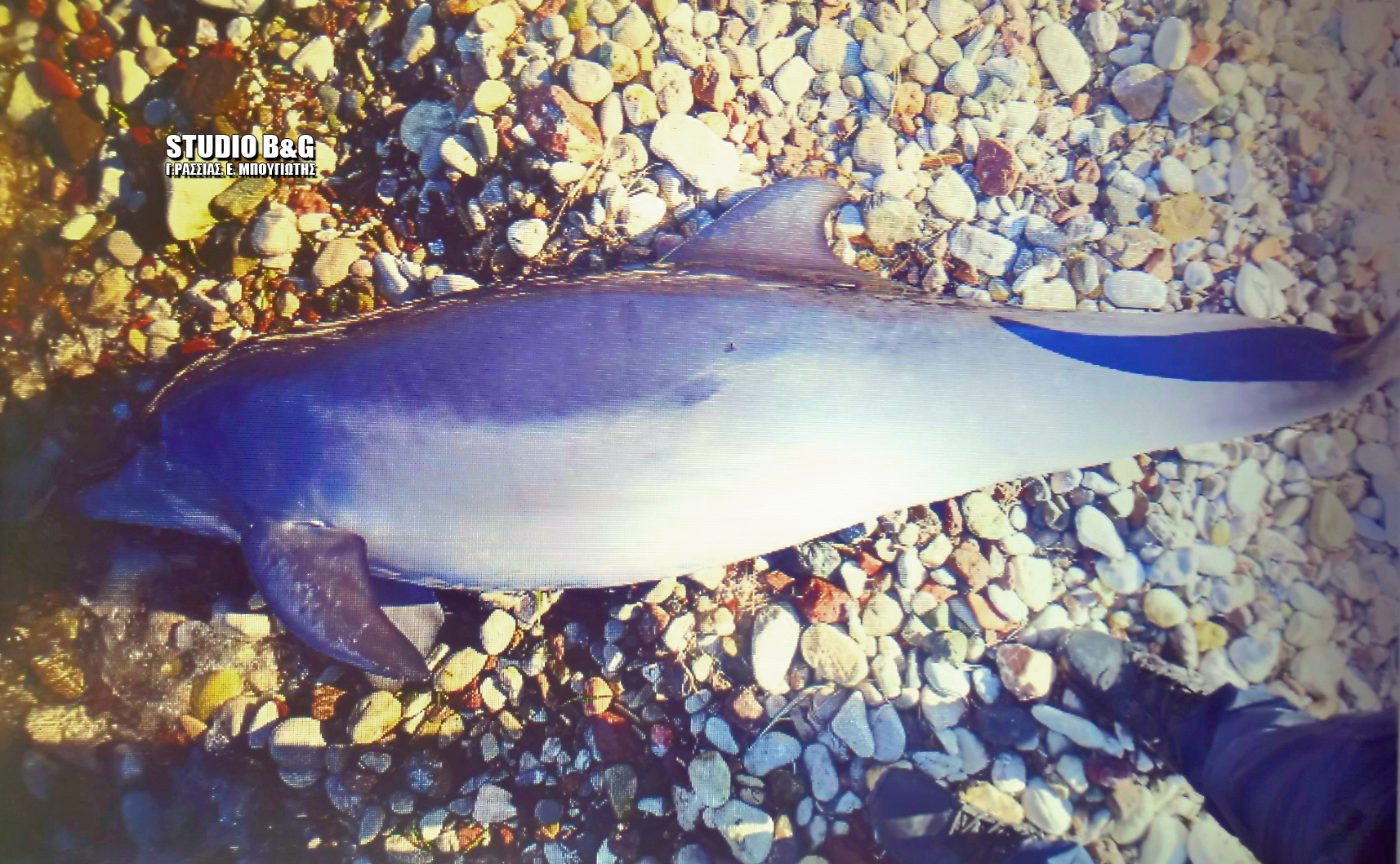 Ναύπλιο: Νεκρό δελφίνι στην παραλία των Ιρίων