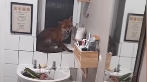 Αγγλία: Ξύπνησαν και είδαν… μια αλεπού να τους κοιτάει – H παράξενη ιστορία του ζευγαριού