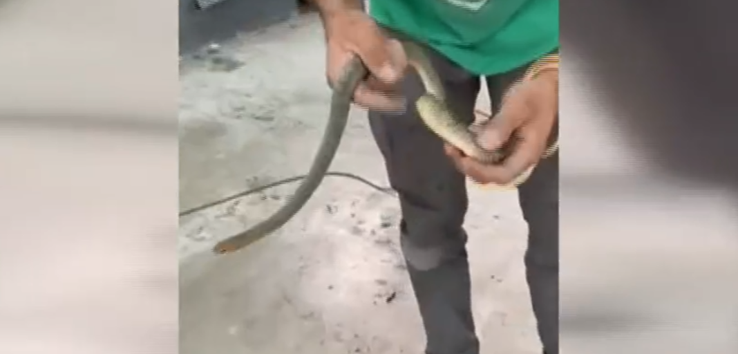 Θεσσαλονίκη: Φίδι εγκλωβίστηκε σε ντεπόζιτο βενζίνης αυτοκινήτου