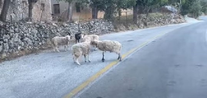 Σφακιά κριάρια