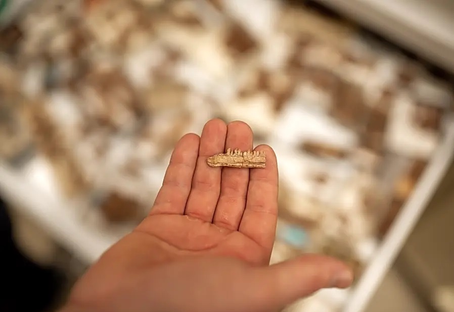 Mbiresaurus raathi δεινόσαυρος