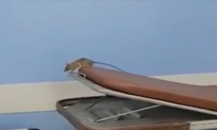 Ποντίκι κάνει βόλτες στα εξωτερικά ιατρεία νοσοκομείου – ΒΙΝΤΕΟ