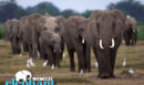 Σαν σήμερα 12 Αυγούστου: Παγκόσμια Ημέρα του Ελέφαντα