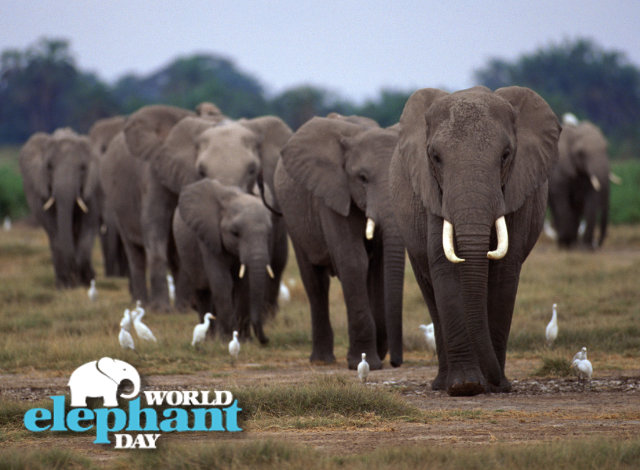 Σαν σήμερα 12 Αυγούστου: Παγκόσμια Ημέρα του Ελέφαντα