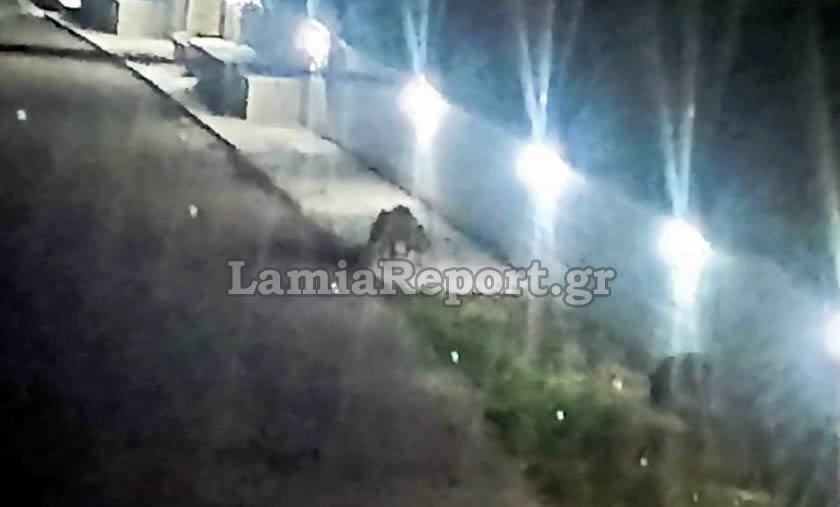 αγριογούρουνα Φθιώτιδα