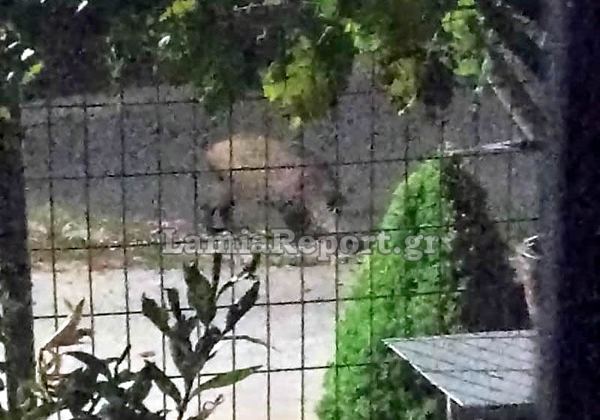 αγριογούρουνα Φθιώτιδα