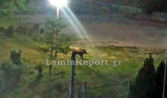 αγριογούρουνα Φθιώτιδα