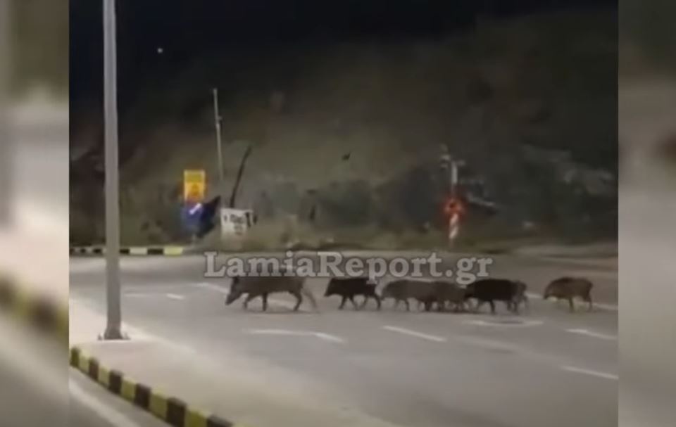 Αγριογούρουνα κάνουν χαλαρή βόλτα στη Λαμία – Πού χρειάζεται προσοχή τα βράδια