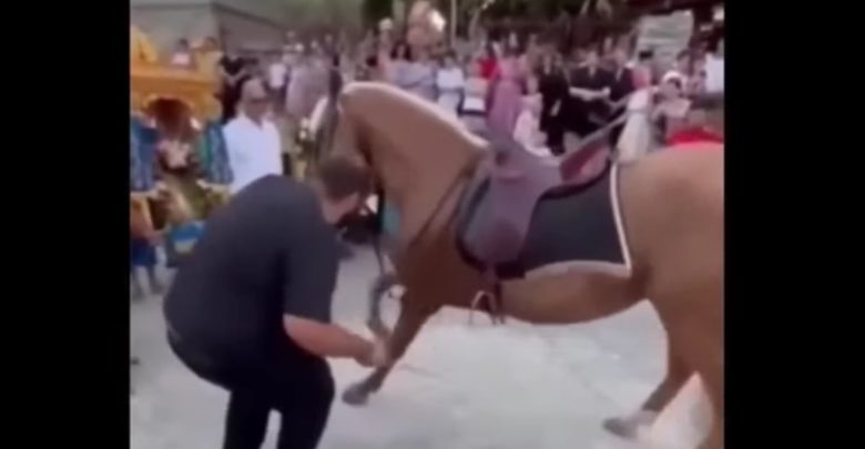 άλογα - Τύρναβος