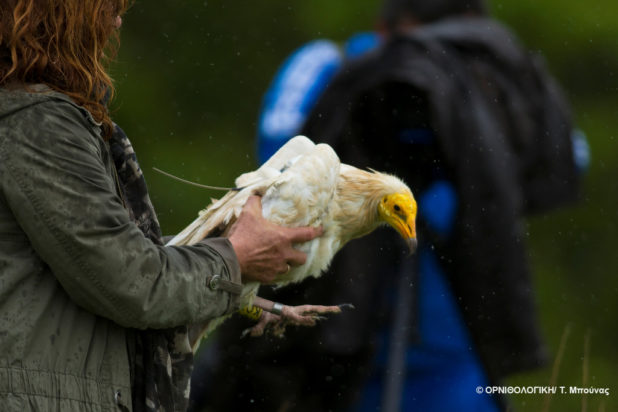 Ασπροπάρης
