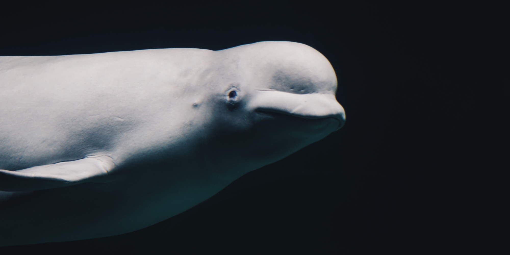 Γαλλία: Φάλαινα μπελούγκα εντοπίστηκε στον Σηκουάνα