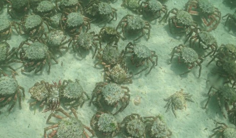 Δηλητηριώδη καβούρια-αράχνες γεμίζουν τις παραλίες της Κορνουάλης