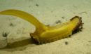 Τα 5 πιο περίεργα πλάσματα που ανακαλύφθηκαν πρόσφατα στον βυθό του Ειρηνικού ωκεανού