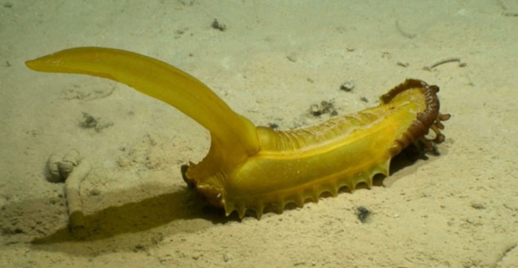 Τα 5 πιο περίεργα πλάσματα που ανακαλύφθηκαν πρόσφατα στον βυθό του Ειρηνικού ωκεανού