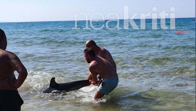 Κρήτη: Δεν τα κατάφερε το δελφίνι που βγήκε στην παραλία