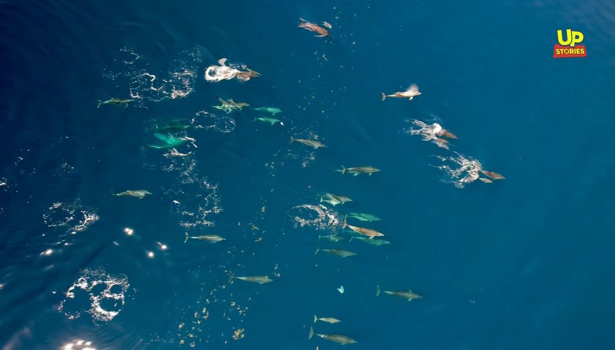 Υπερθέαμα στη Φθιώτιδα – Το μεγαλύτερο κοπάδι από δελφίνια έκανε σόου στον Θεολόγο – ΒΙΝΤΕΟ από Drone