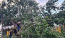 Θεσσαλονίκη: Δέντρο έπεσε σε κατάστημα στην Σταυρούπολη