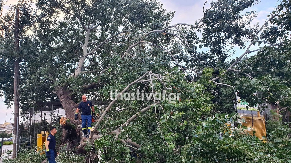 Θεσσαλονίκη: Δέντρο έπεσε σε κατάστημα στην Σταυρούπολη
