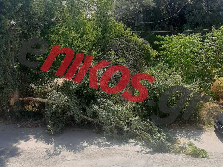 Πτώση δέντρου στο Μαρούσι – ΦΩΤΟ αναγνώστη