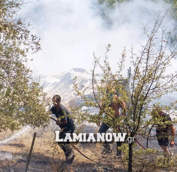 Φωτιά στη Φθιώτιδα – Κάηκαν ποιμνιοστάσιο και πρόβατα