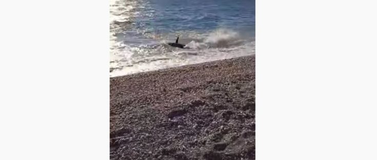 ψάρι- Αγιόκαμπος