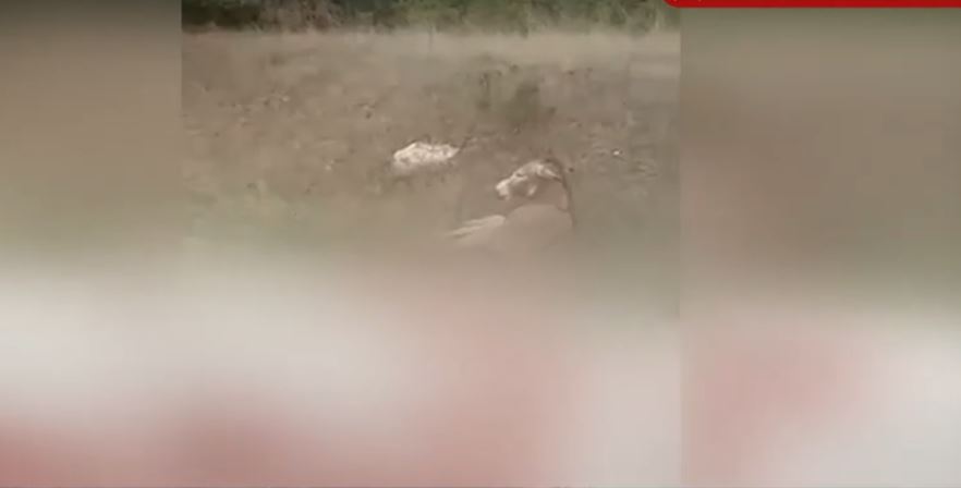 Ήπειρος: Σάλος με την κακοποίηση του γαϊδάρου—Τι δήλωσε ο 63χρονος που τον έσερνε με το αυτοκίνητο