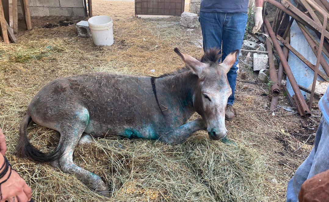 Ζίτσα γάιδαρος