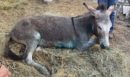 Το “κολαστήριο” της Ζίτσας: Πληθαίνουν οι καταγγελίες κατά του πρώην αντιδημάρχου για κακοποίηση ζώων