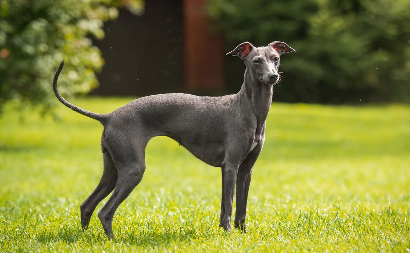 Ευλογιά των πιθήκων: Σκύλος κόλλησε τον ιό από τους ιδιοκτήτες του